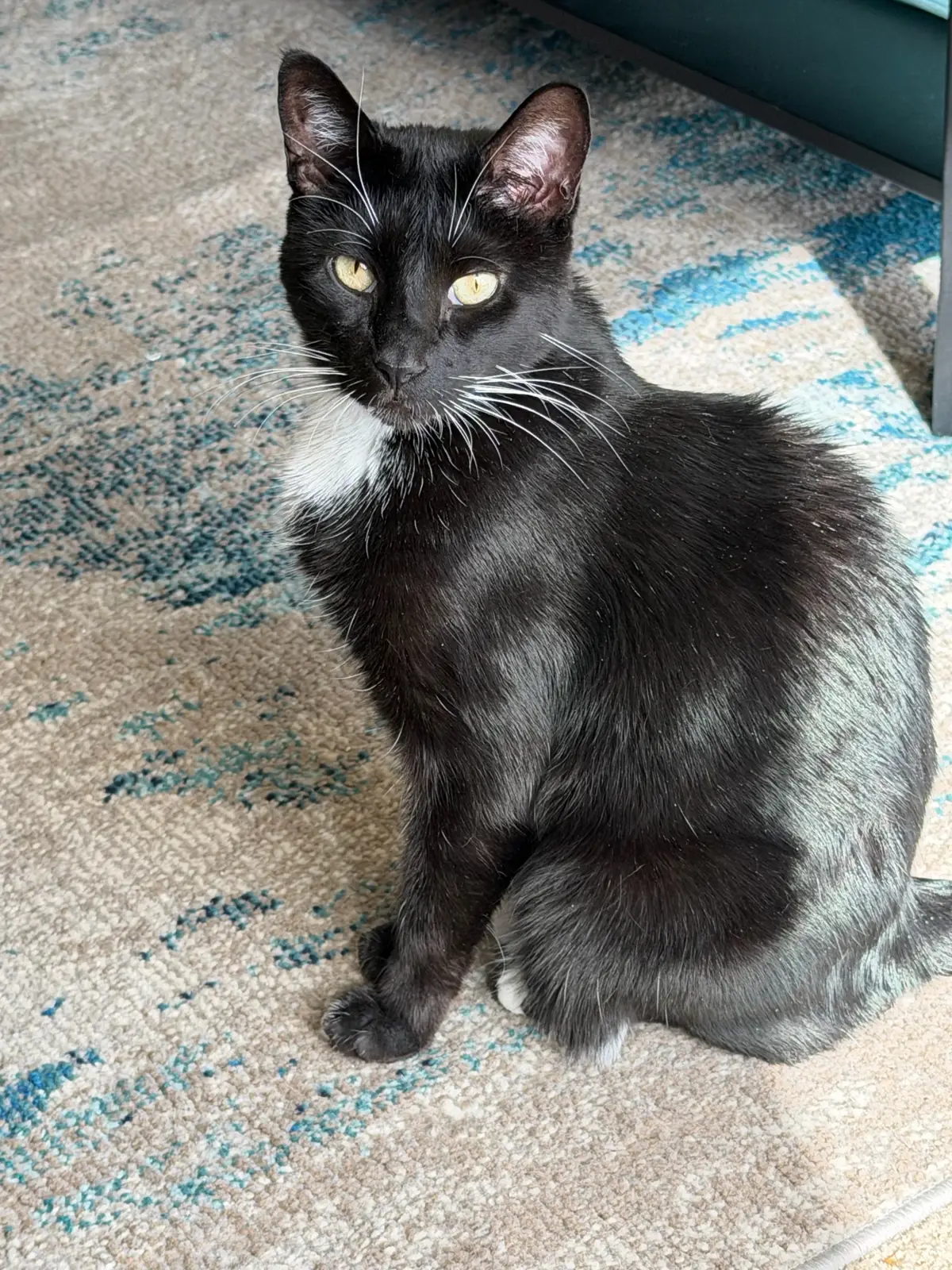 My cat August, mostly black with a small white bib, sitting on a rug