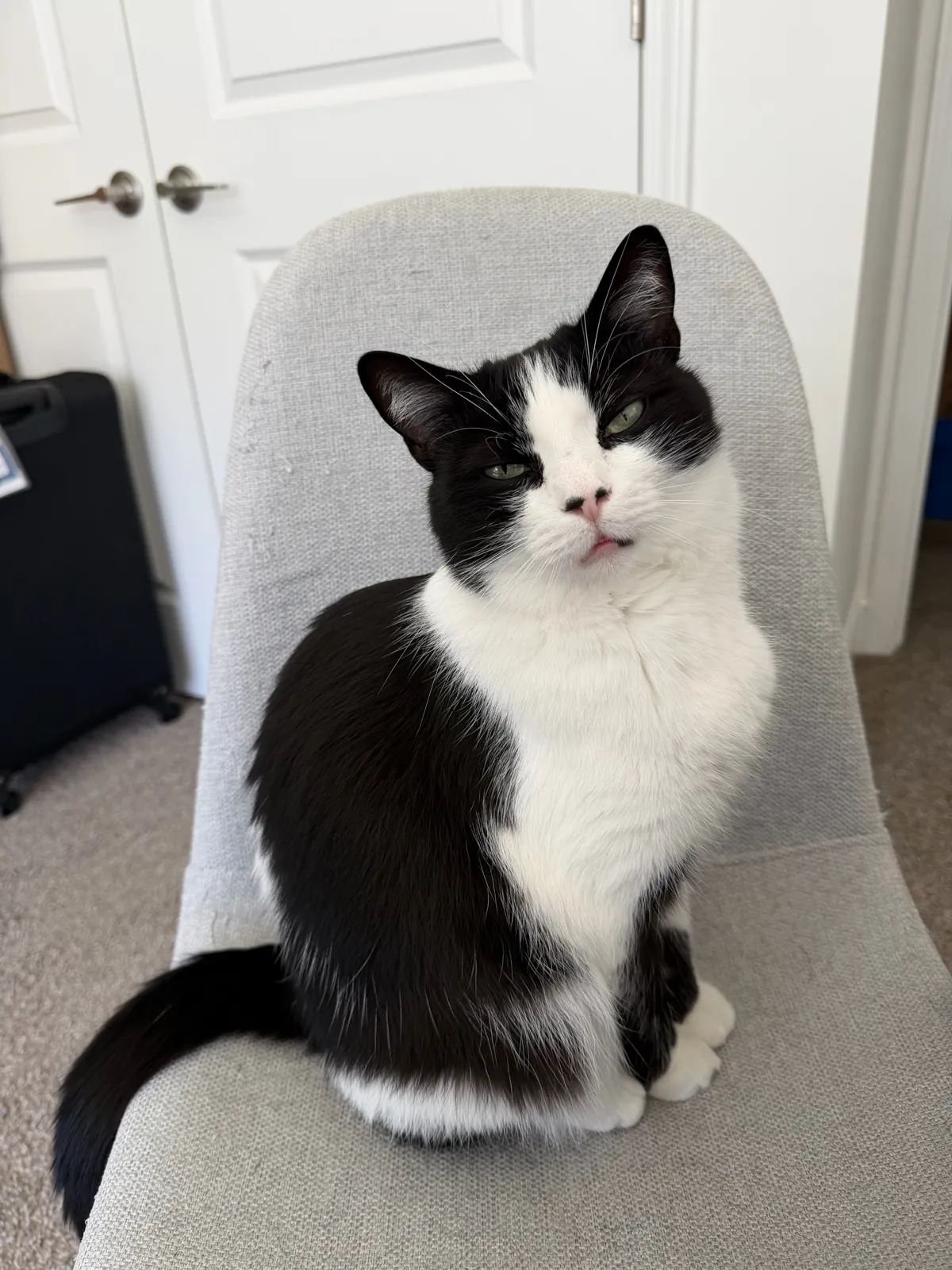 My black-and-white cat Noah sitting on a gray chair