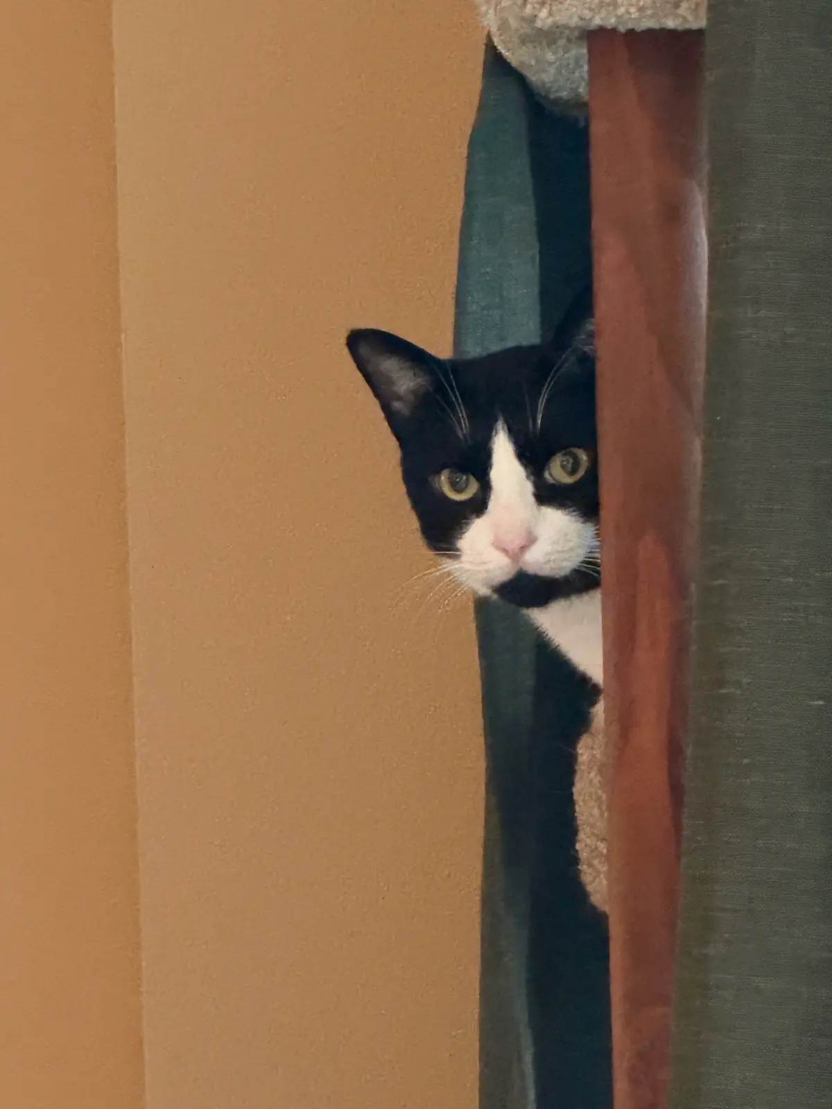 My tuxedo cat Leo peeking around a post