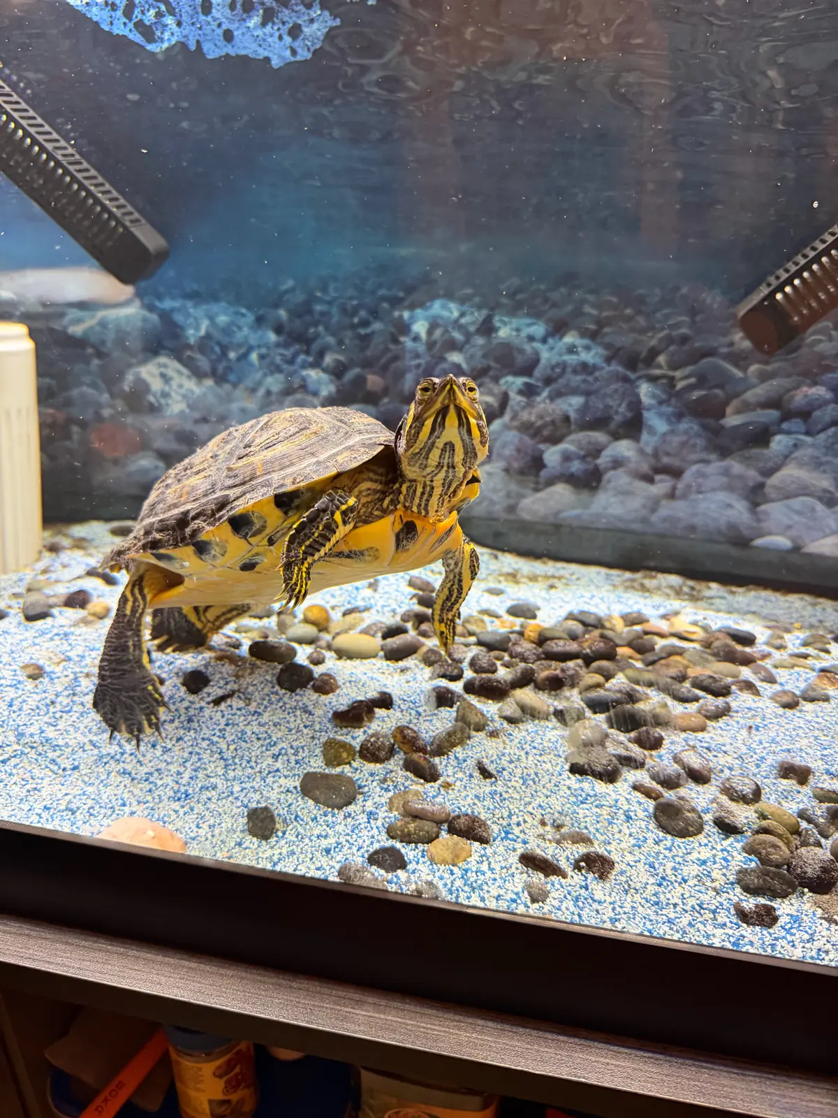 Shania Turtle